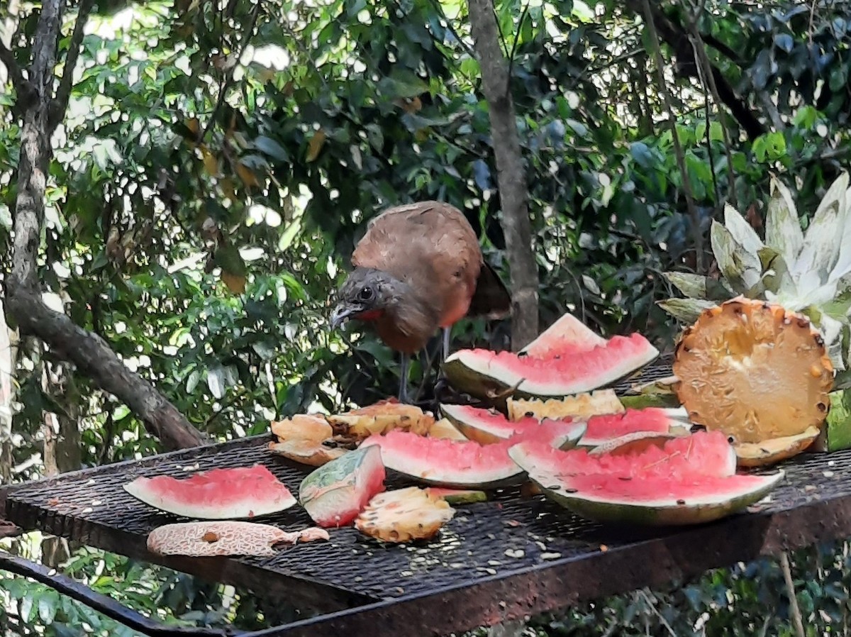 Plain Chachalaca - ML618120972