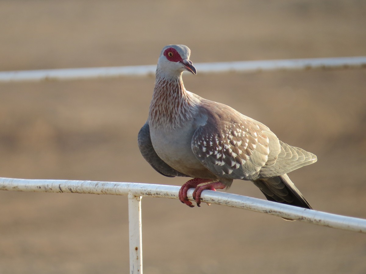 Speckled Pigeon - ML618120979