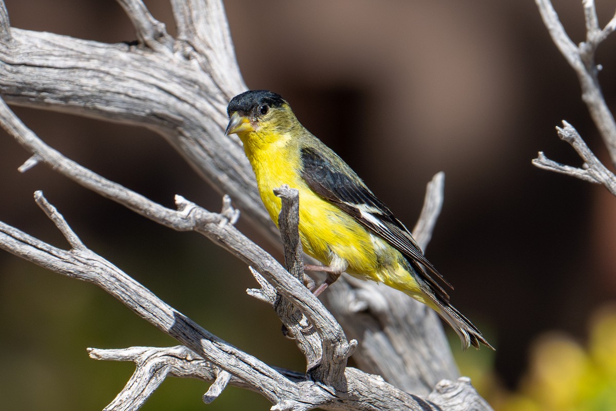 Lesser Goldfinch - Tanya Smythe