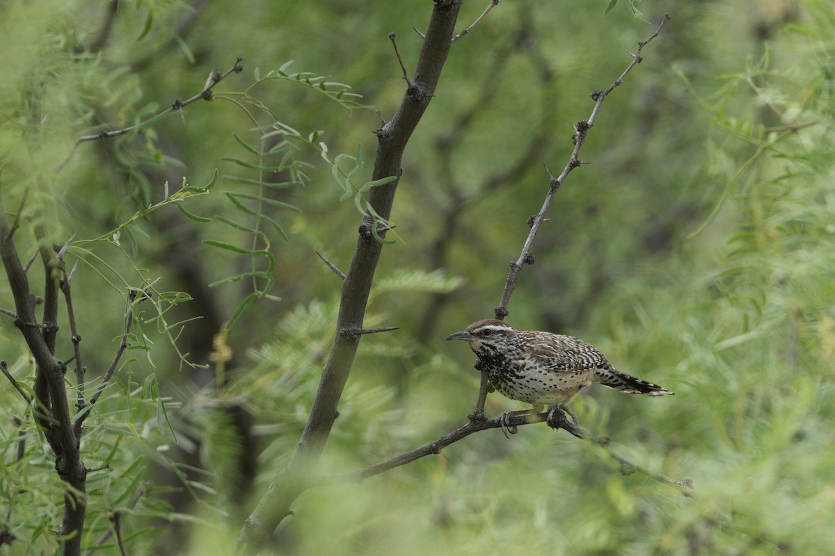 Cactus Wren - ML618121015