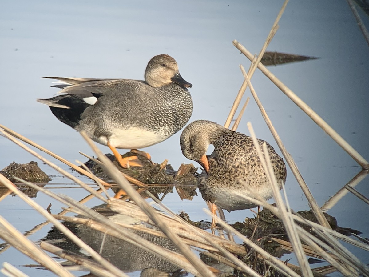 Gadwall - Bernard Lavoie