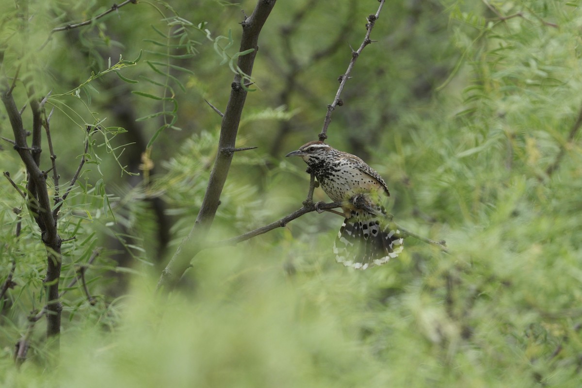 Cactus Wren - ML618121020