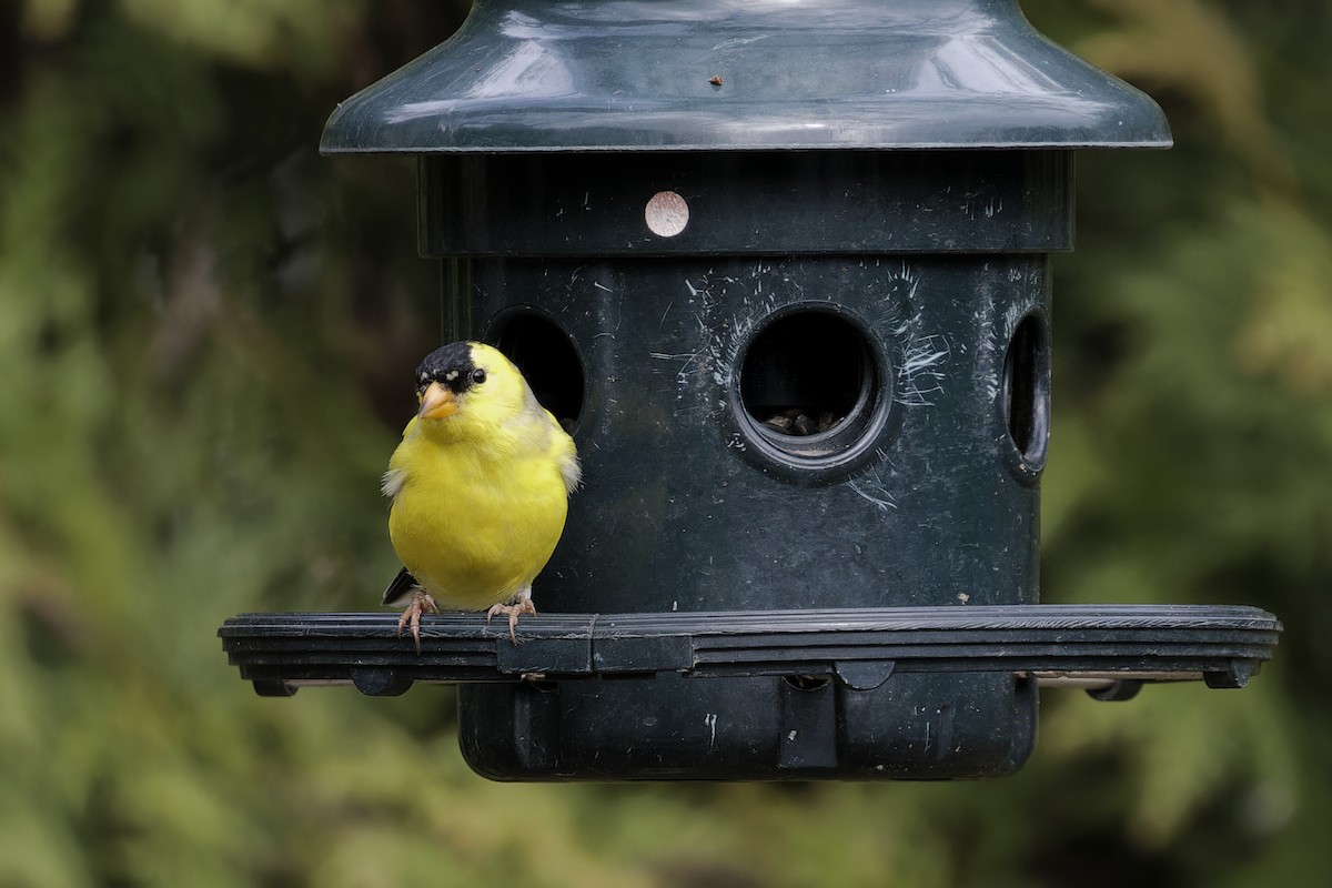 American Goldfinch - Mario St-Gelais