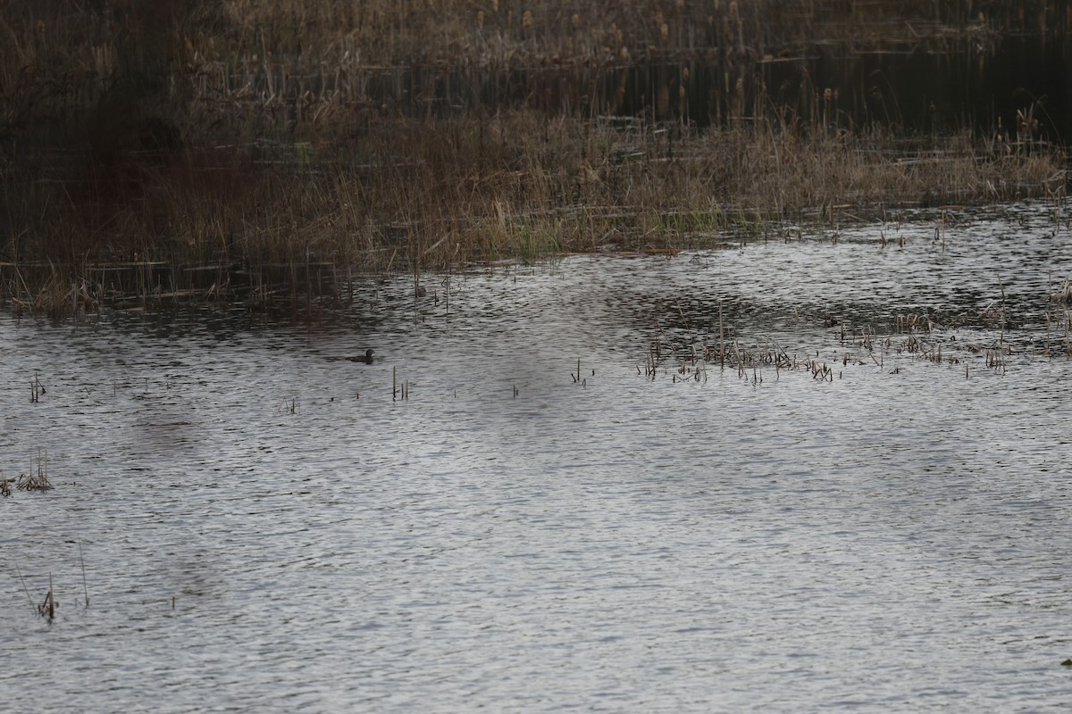 Pied-billed Grebe - ML618121058