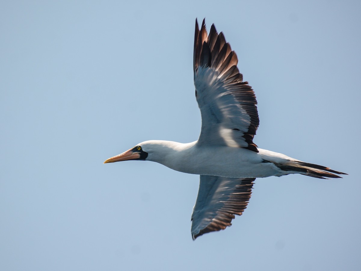 Nazca Booby - ML618121060