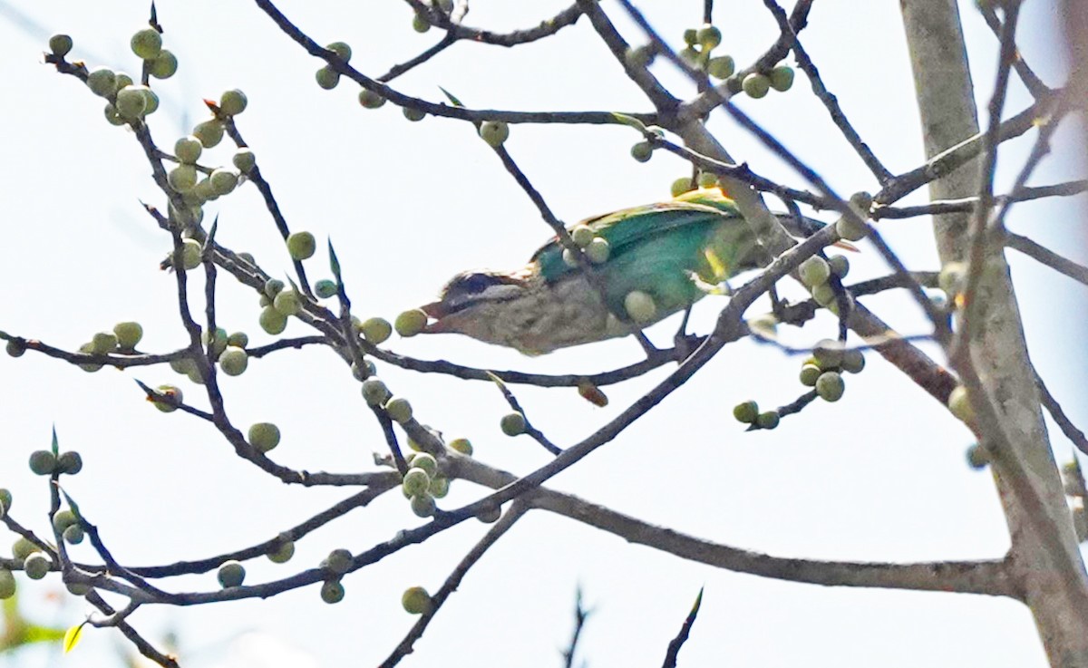 White-cheeked Barbet - John Daniel