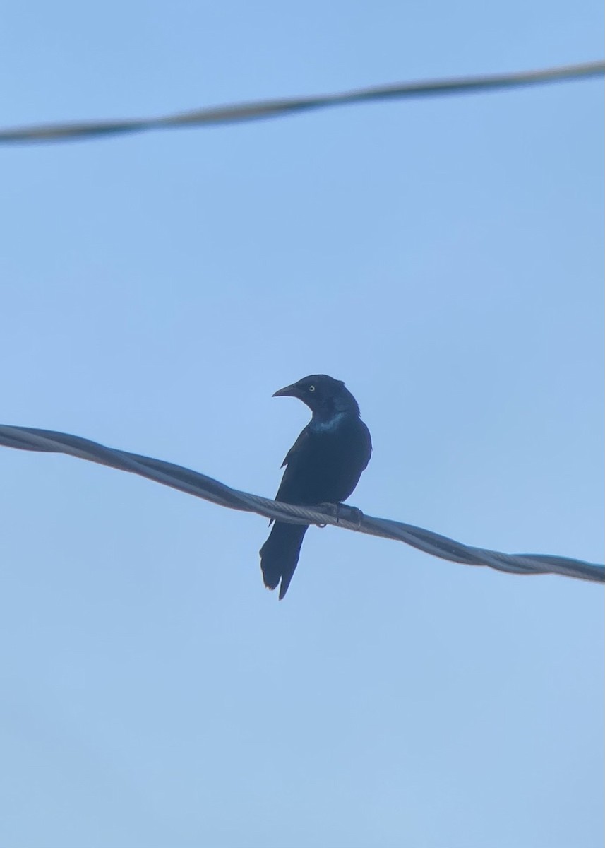 Common Grackle - Colton Prins