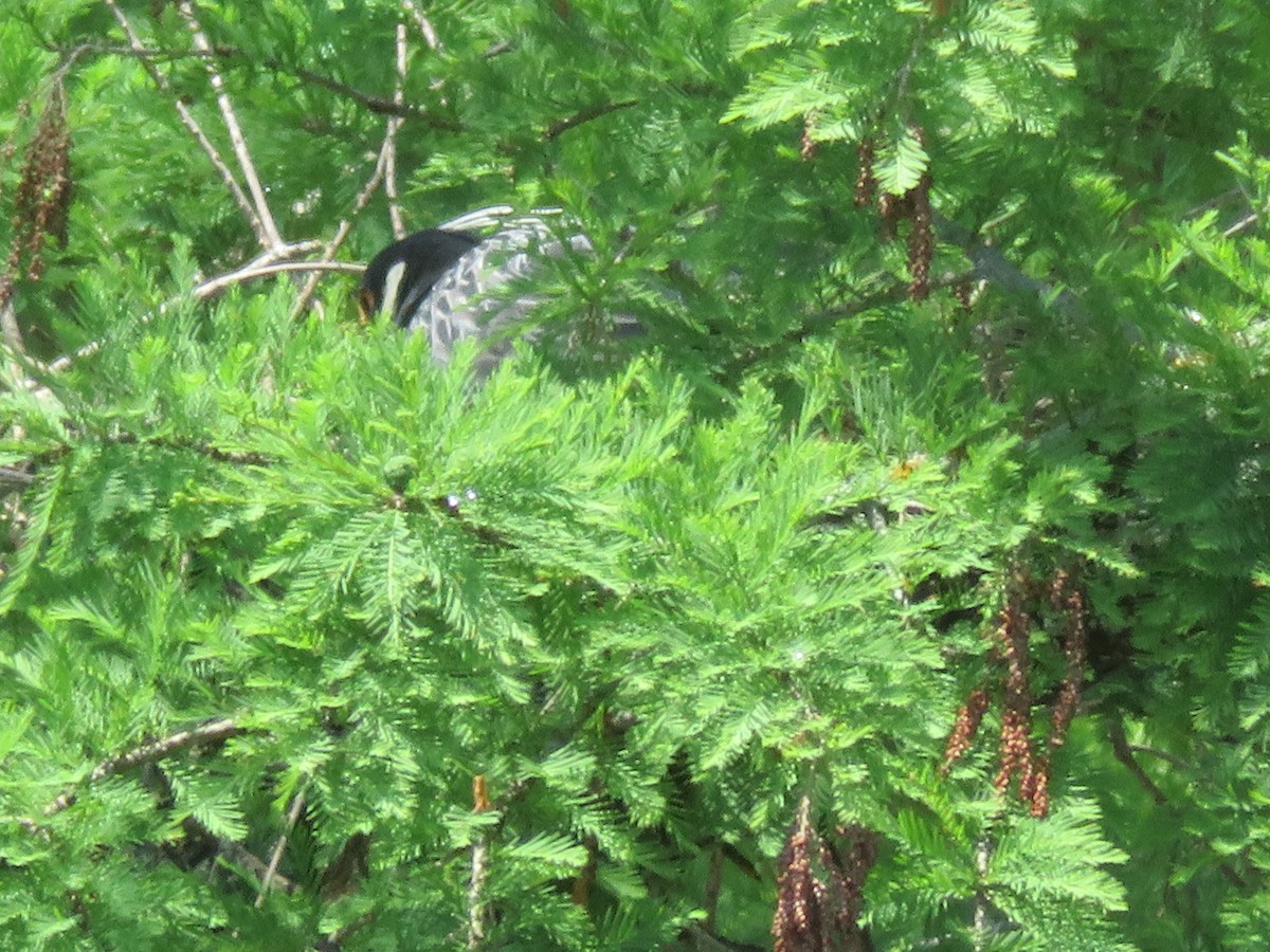 Yellow-crowned Night Heron - ML618121089