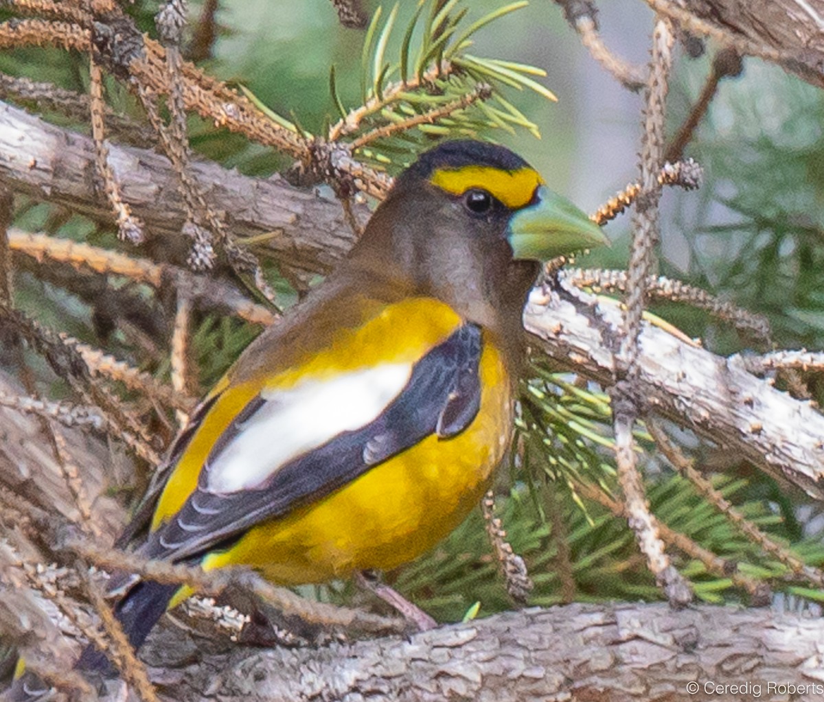 Evening Grosbeak - Ceredig  Roberts