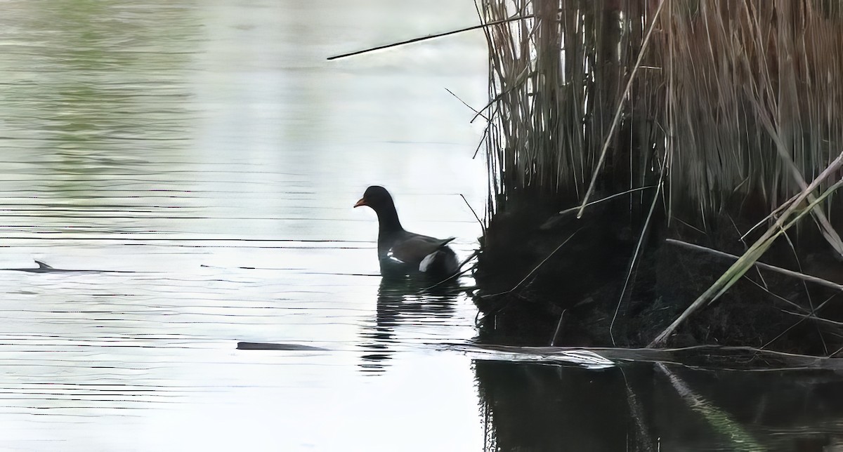 Common Gallinule - ML618121101