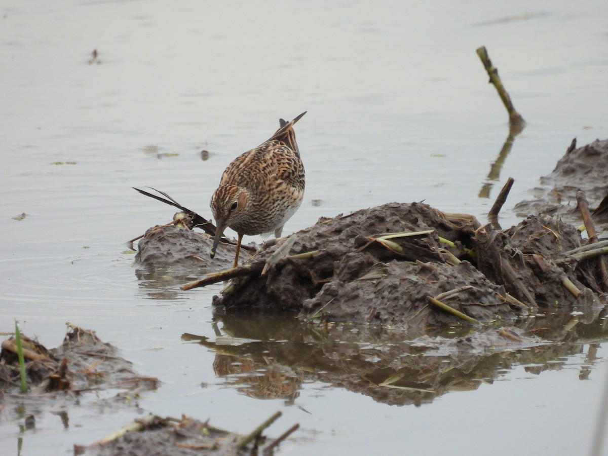 Pectoral Sandpiper - Elida Valdés