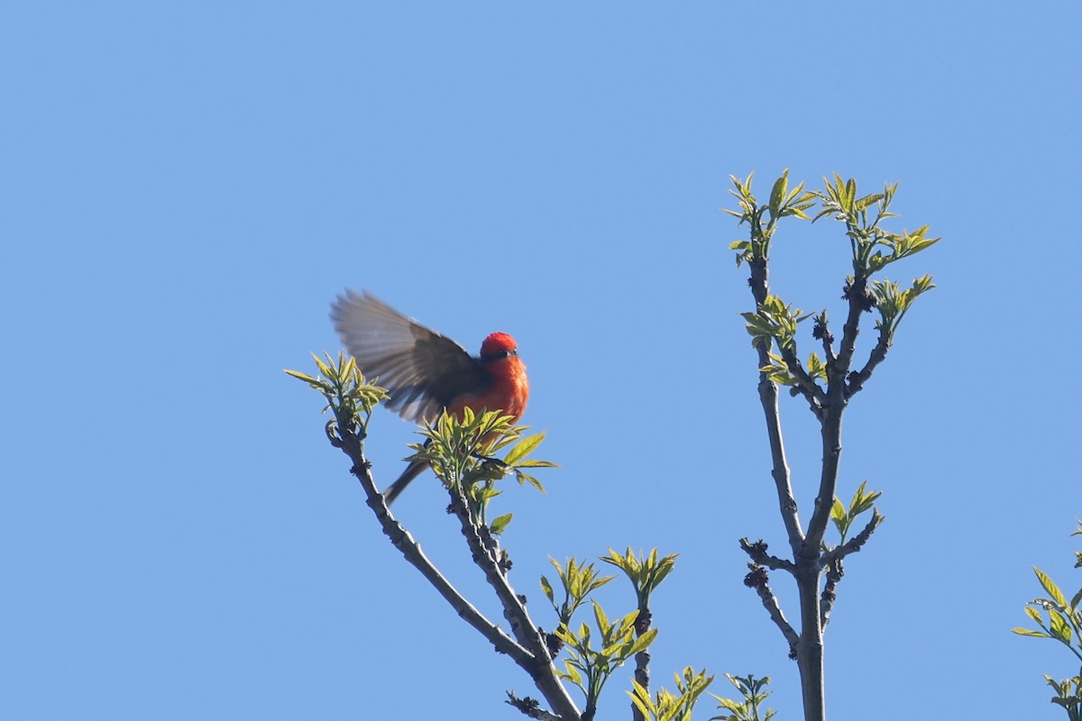 Vermilion Flycatcher - ML618121134