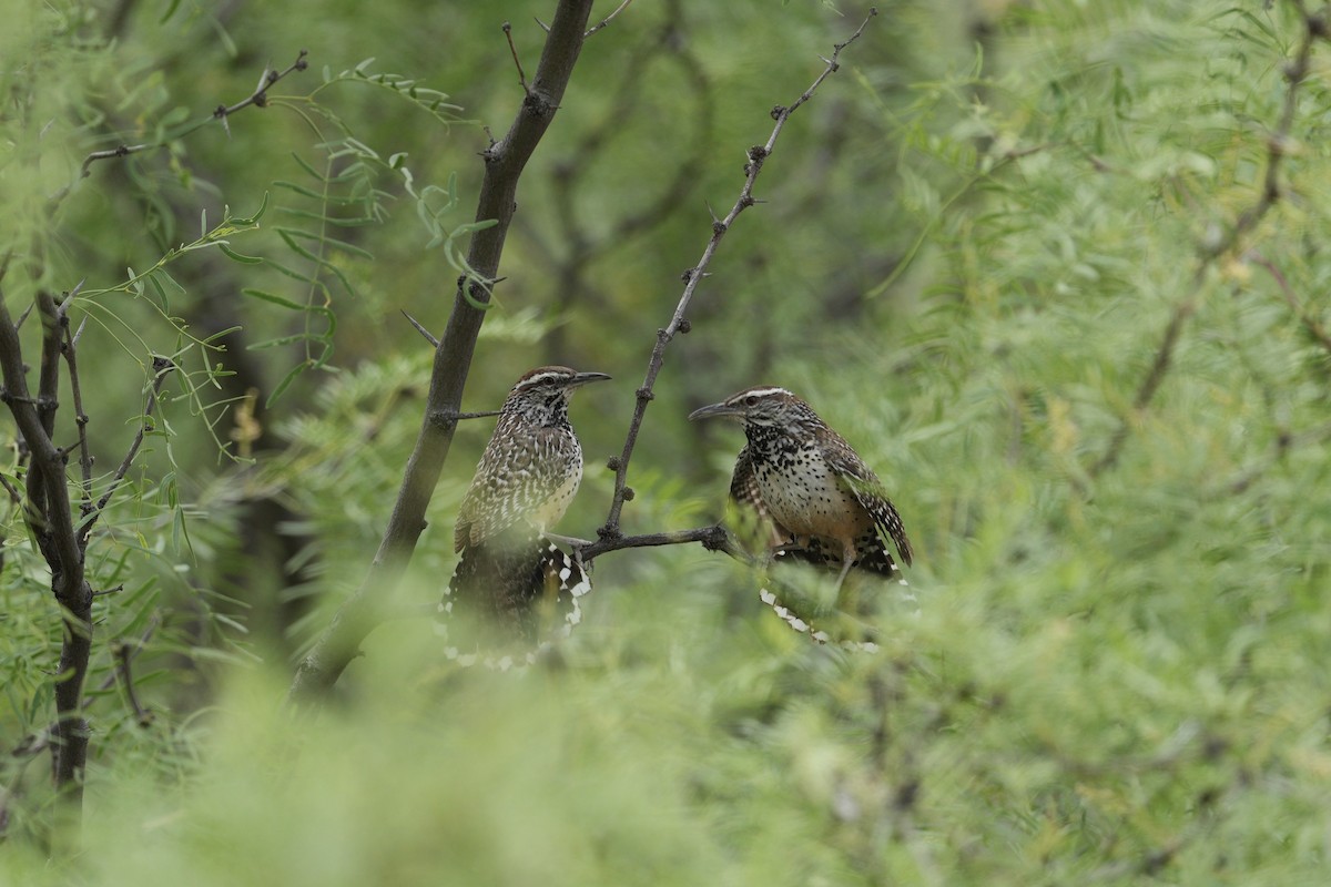 Cactus Wren - ML618121141