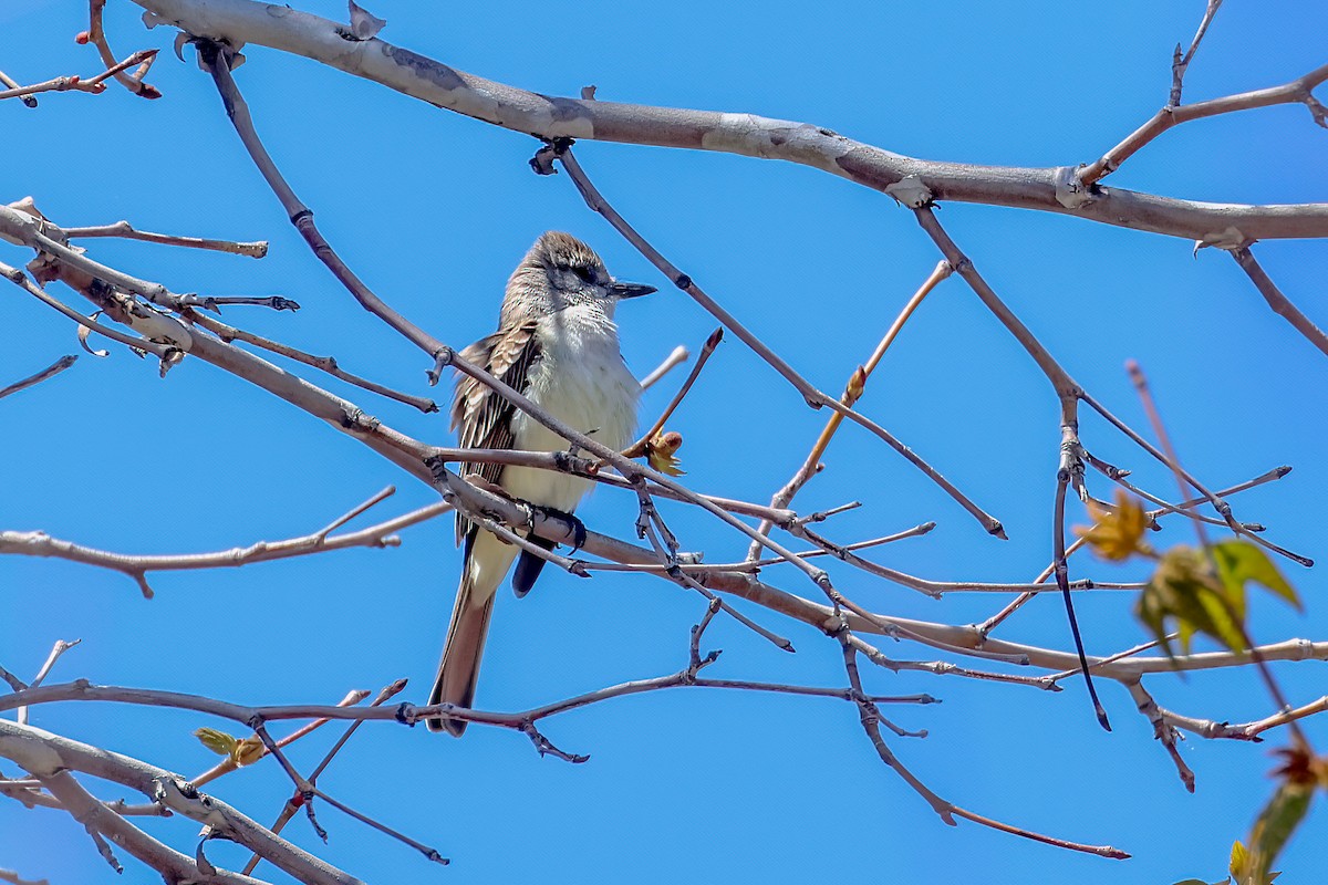 Ash-throated Flycatcher - ML618121146