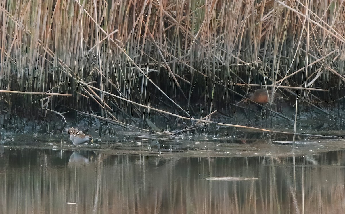 Virginia Rail - Christopher Takacs