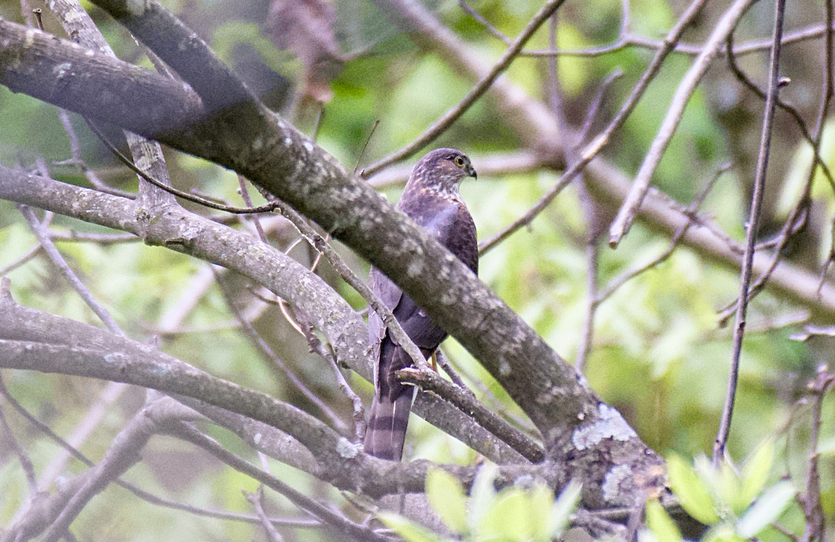 Sharp-shinned Hawk - Rickey Shive