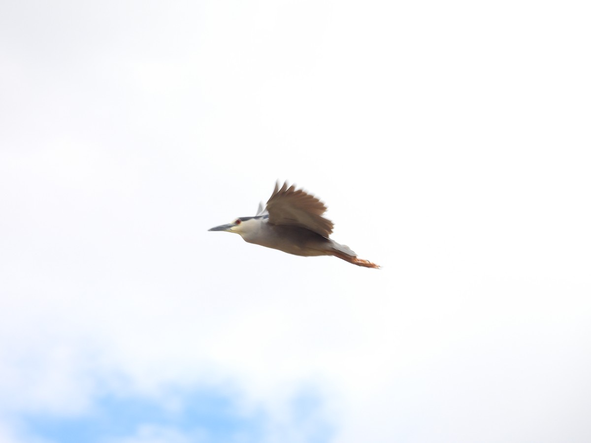 Black-crowned Night Heron - Tonie Hansen