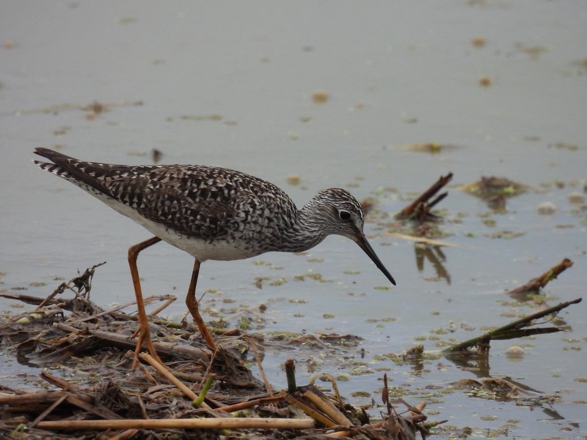 Lesser Yellowlegs - ML618121173