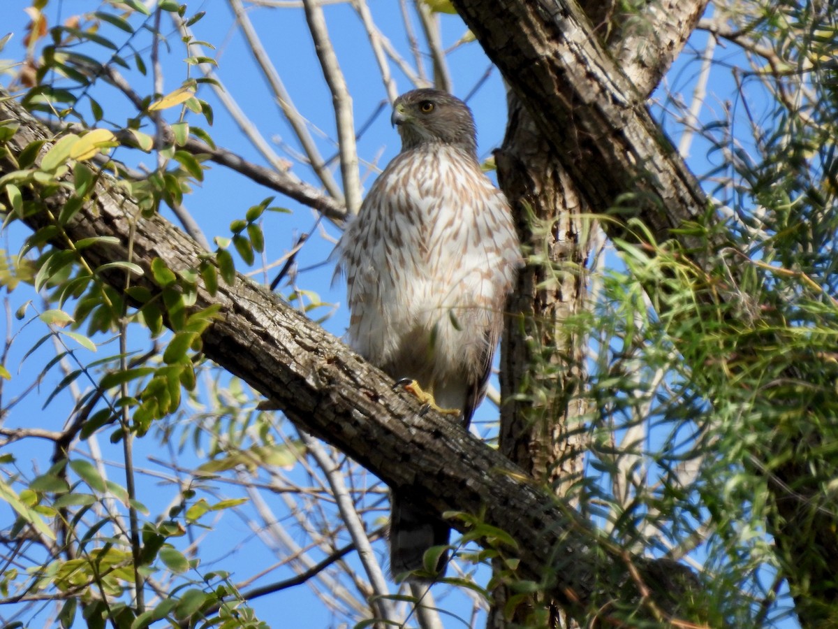 Cooper's Hawk - Martha Wild