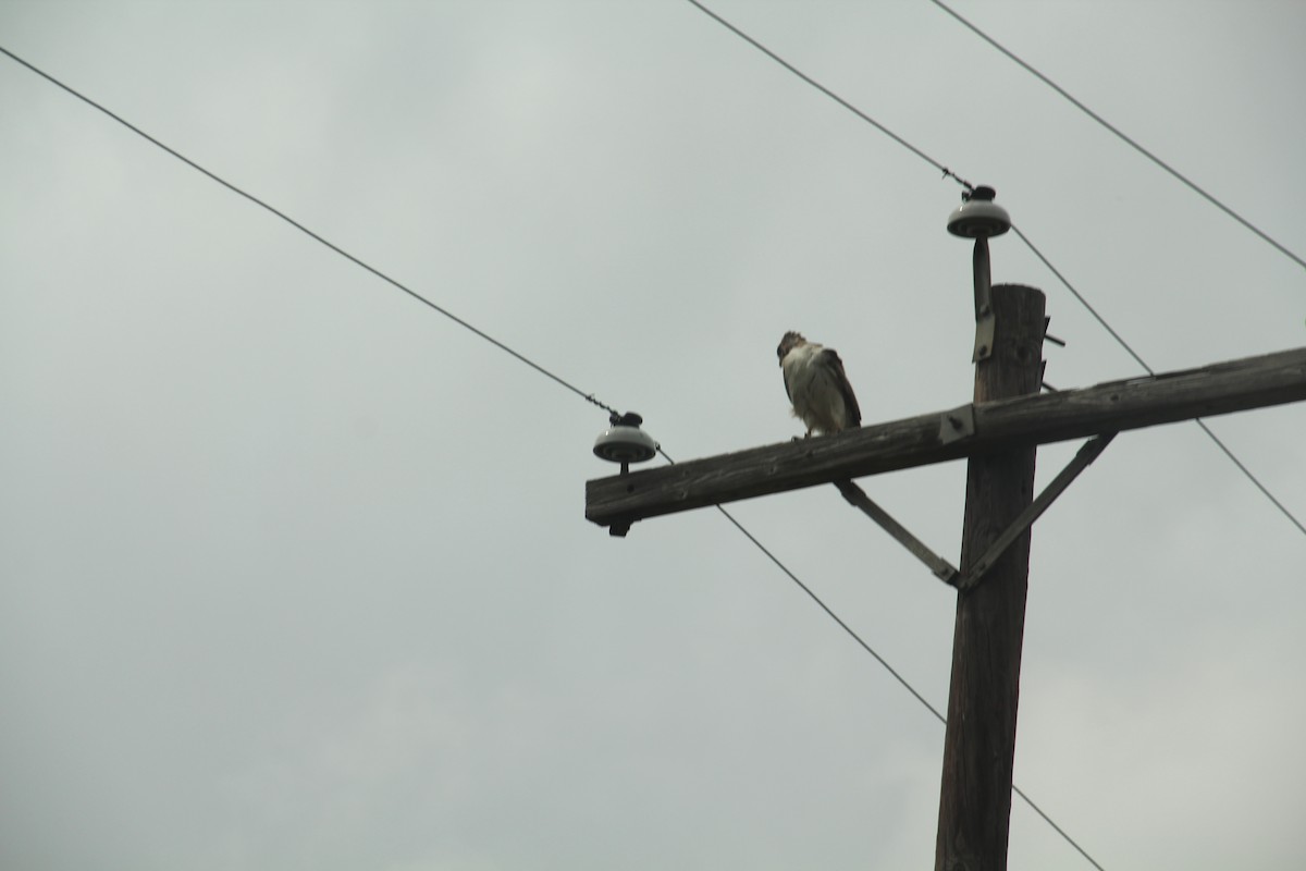 Red-tailed Hawk - Texas Bird Family