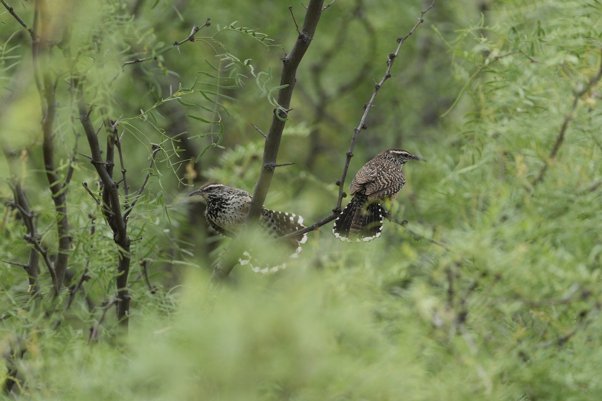 Cactus Wren - ML618121217