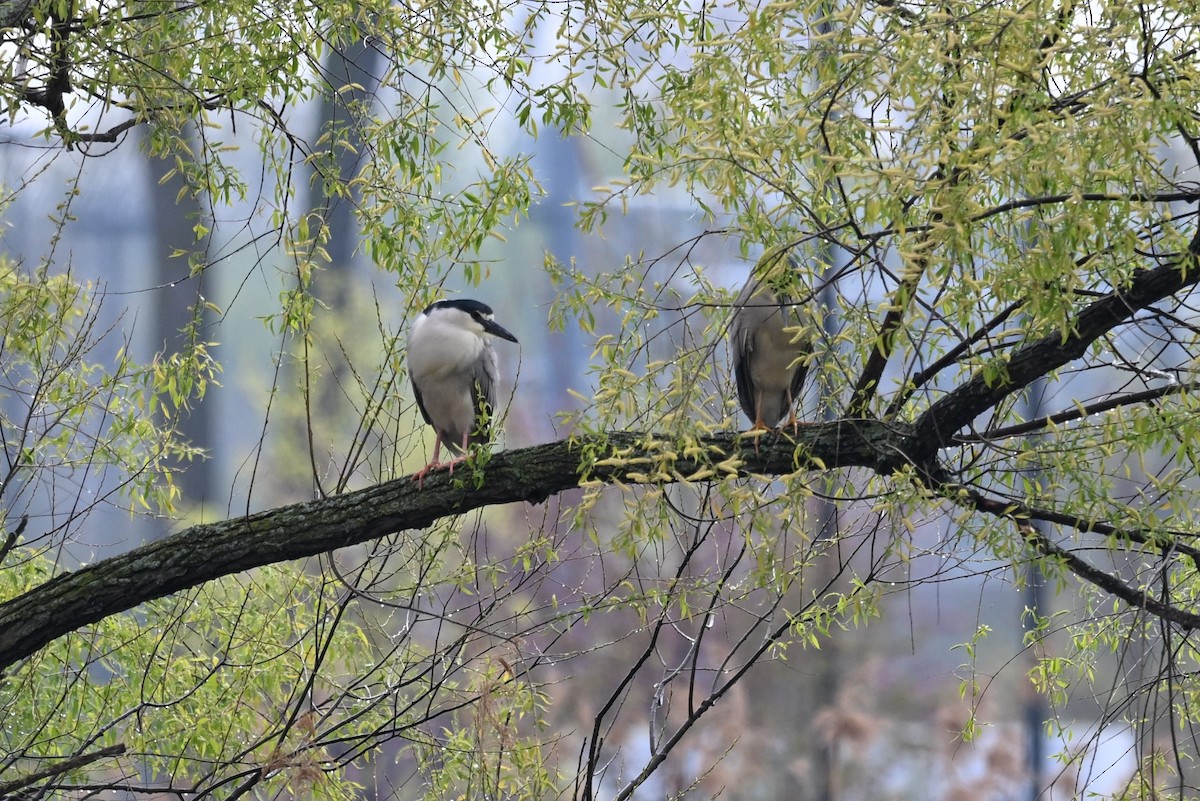 Black-crowned Night Heron - Blake Livingston