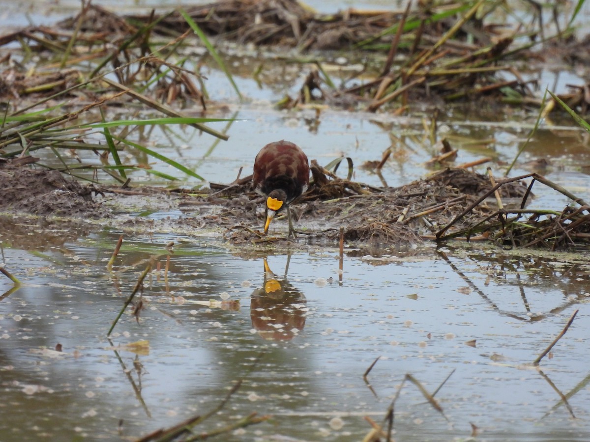 Northern Jacana - ML618121229