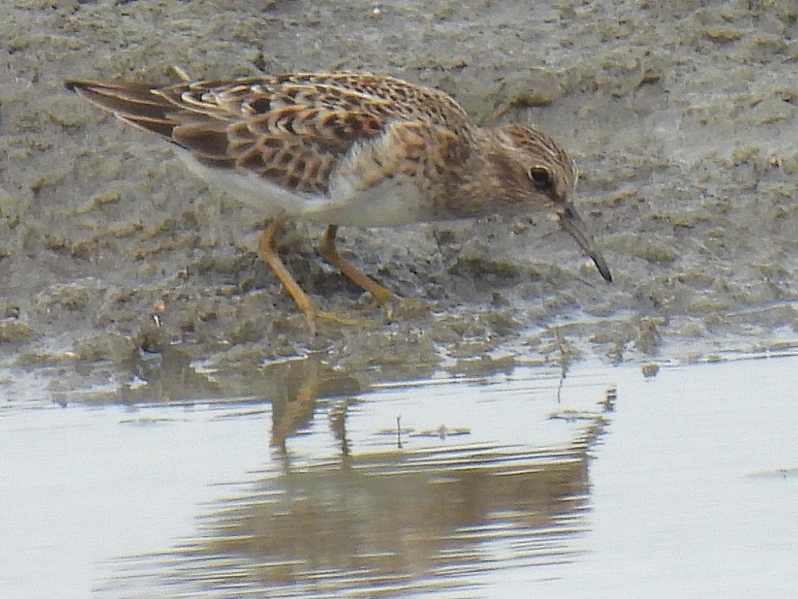 Least Sandpiper - Bill Nolting