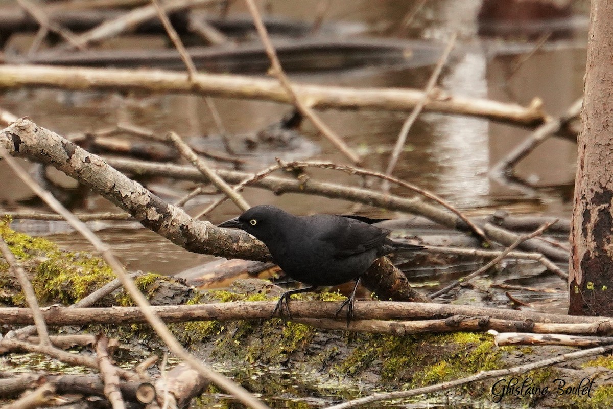 Rusty Blackbird - ML618121233