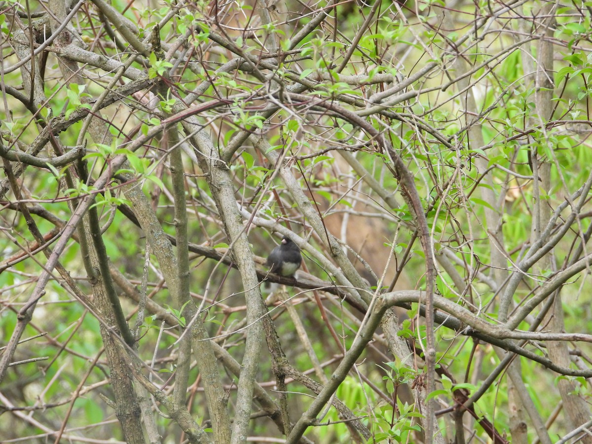 Dark-eyed Junco - Chad Wilson