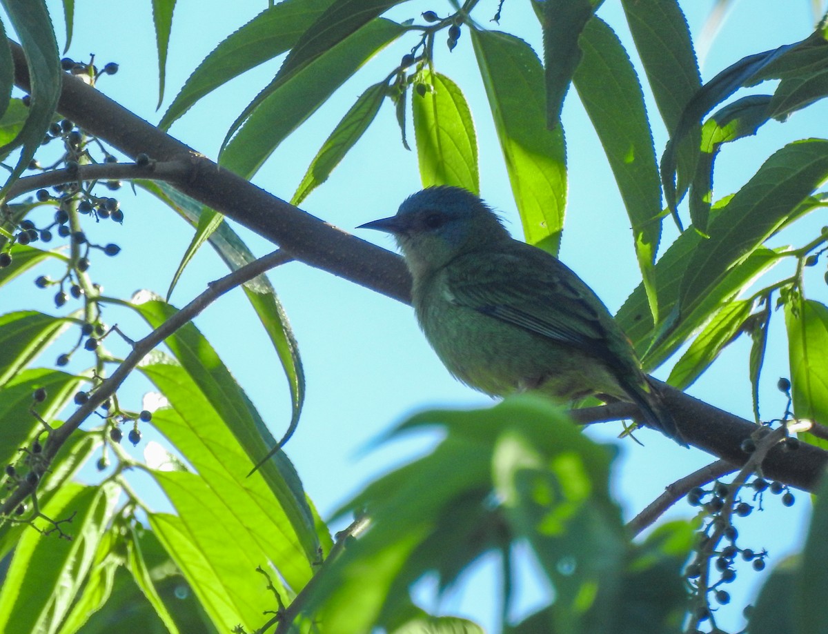 Blue Dacnis - Rômulo  Silva