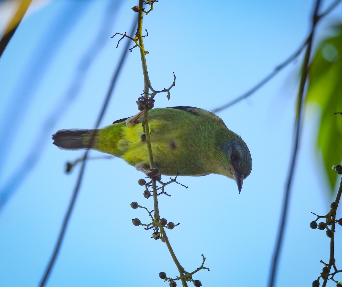 Blue Dacnis - Rômulo  Silva