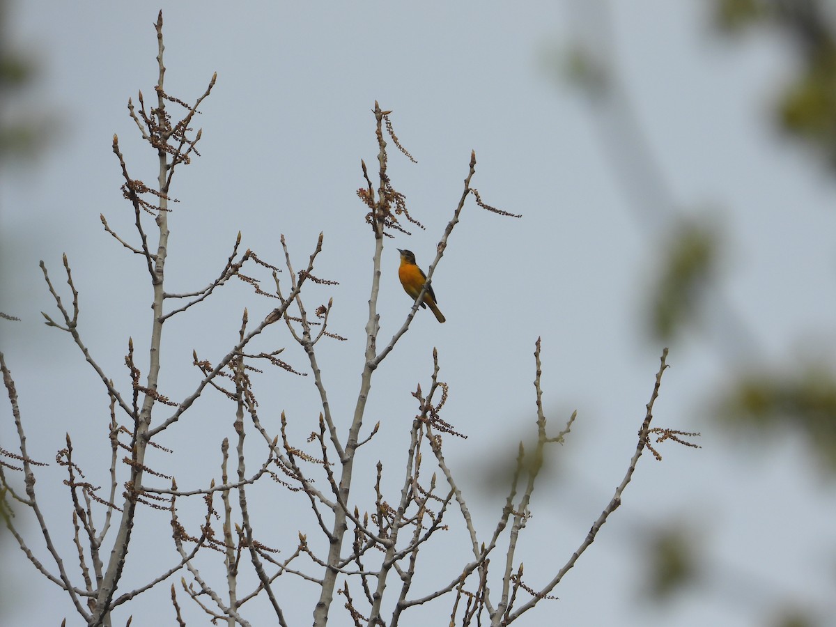 Baltimore Oriole - Chad Wilson