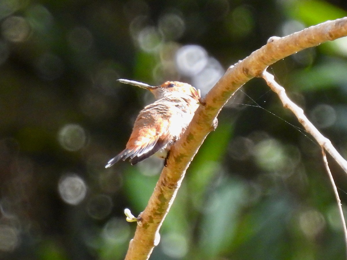 Colibrí Rufo - ML618121282