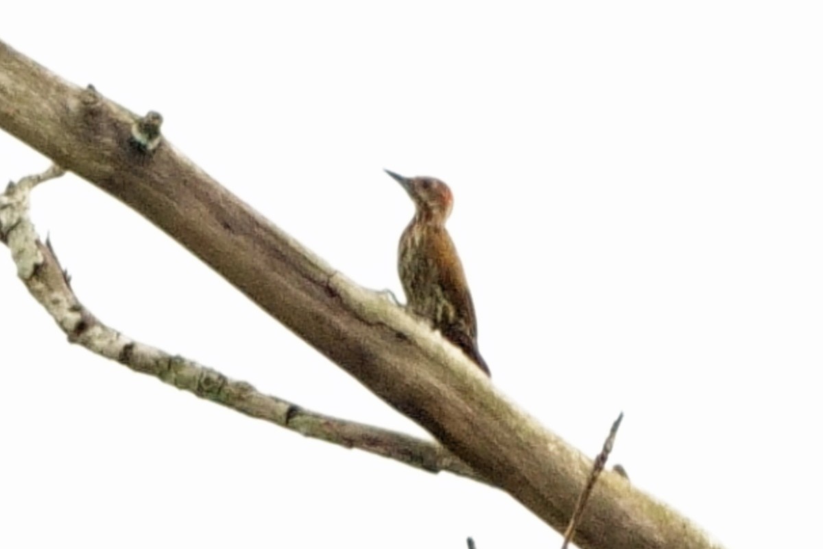 Melancholy Woodpecker - Carl Haynie