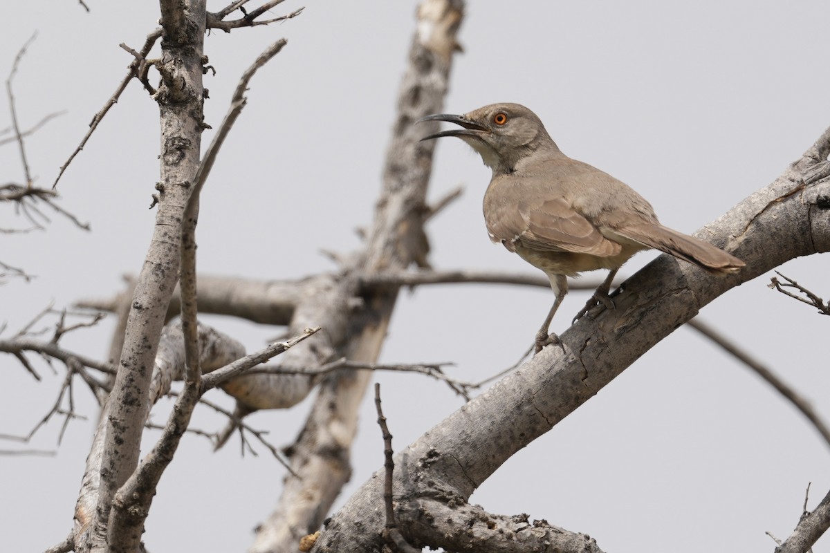 Curve-billed Thrasher - ML618121298