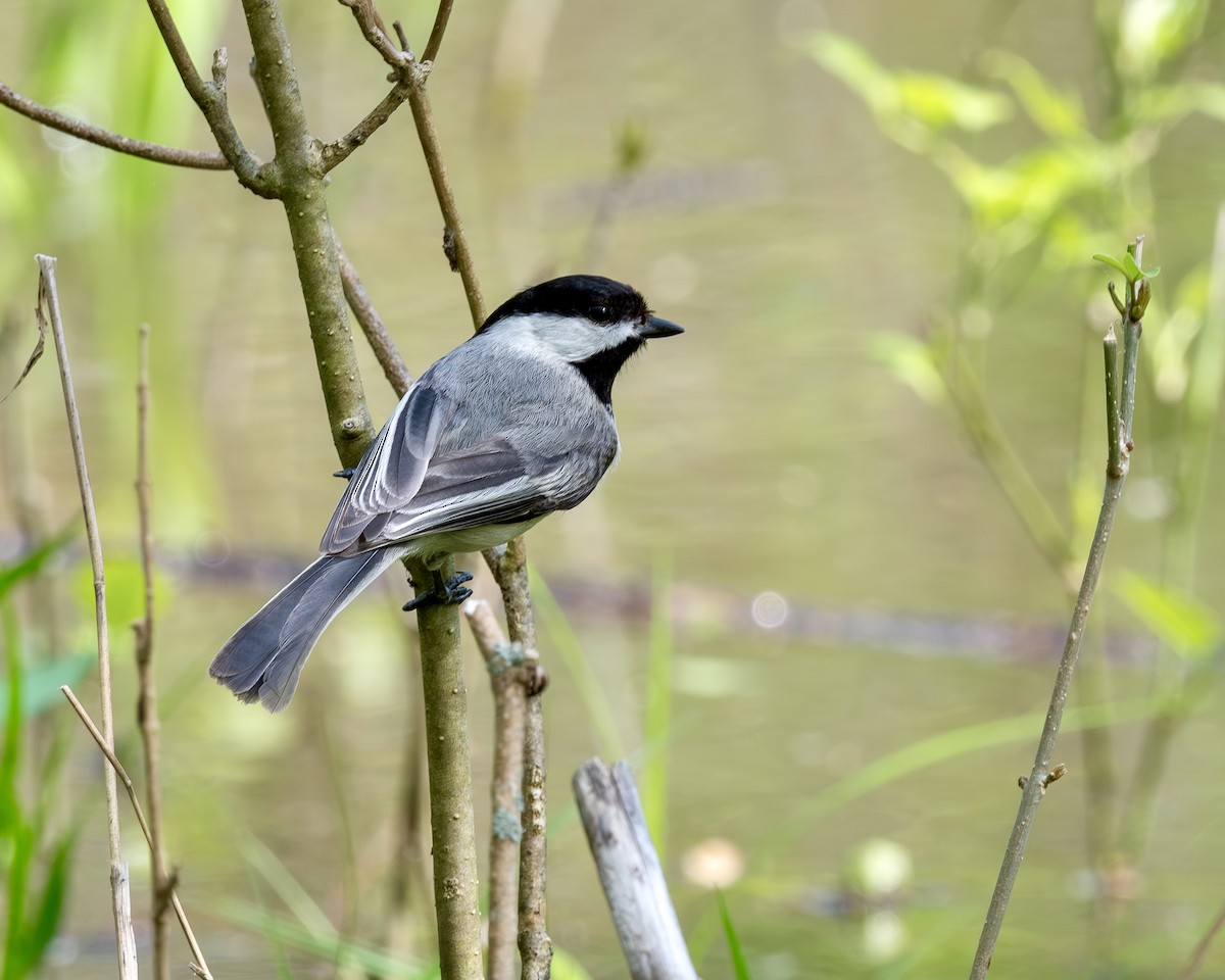 Black-capped Chickadee - ML618121324