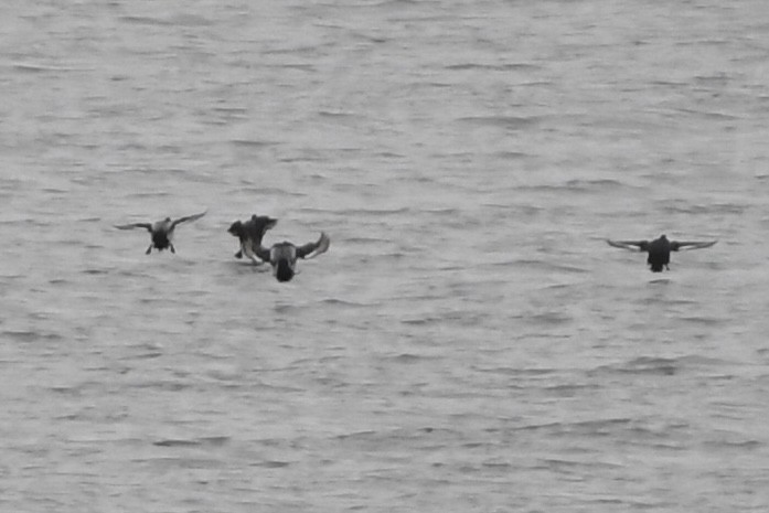 Lesser Scaup - Adam Cunningham