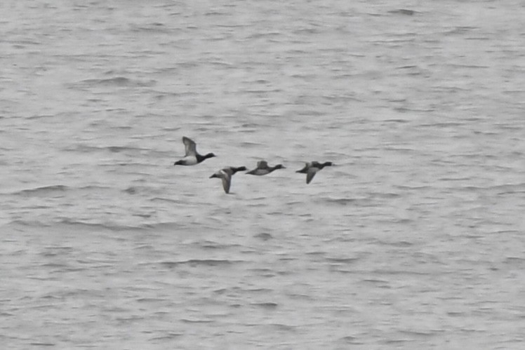 Lesser Scaup - Adam Cunningham