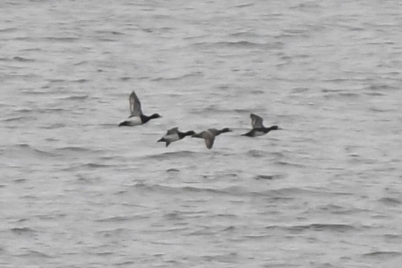 Lesser Scaup - ML618121328