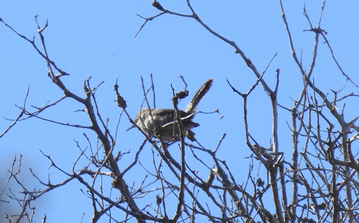 Bewick's Wren - ML618121333