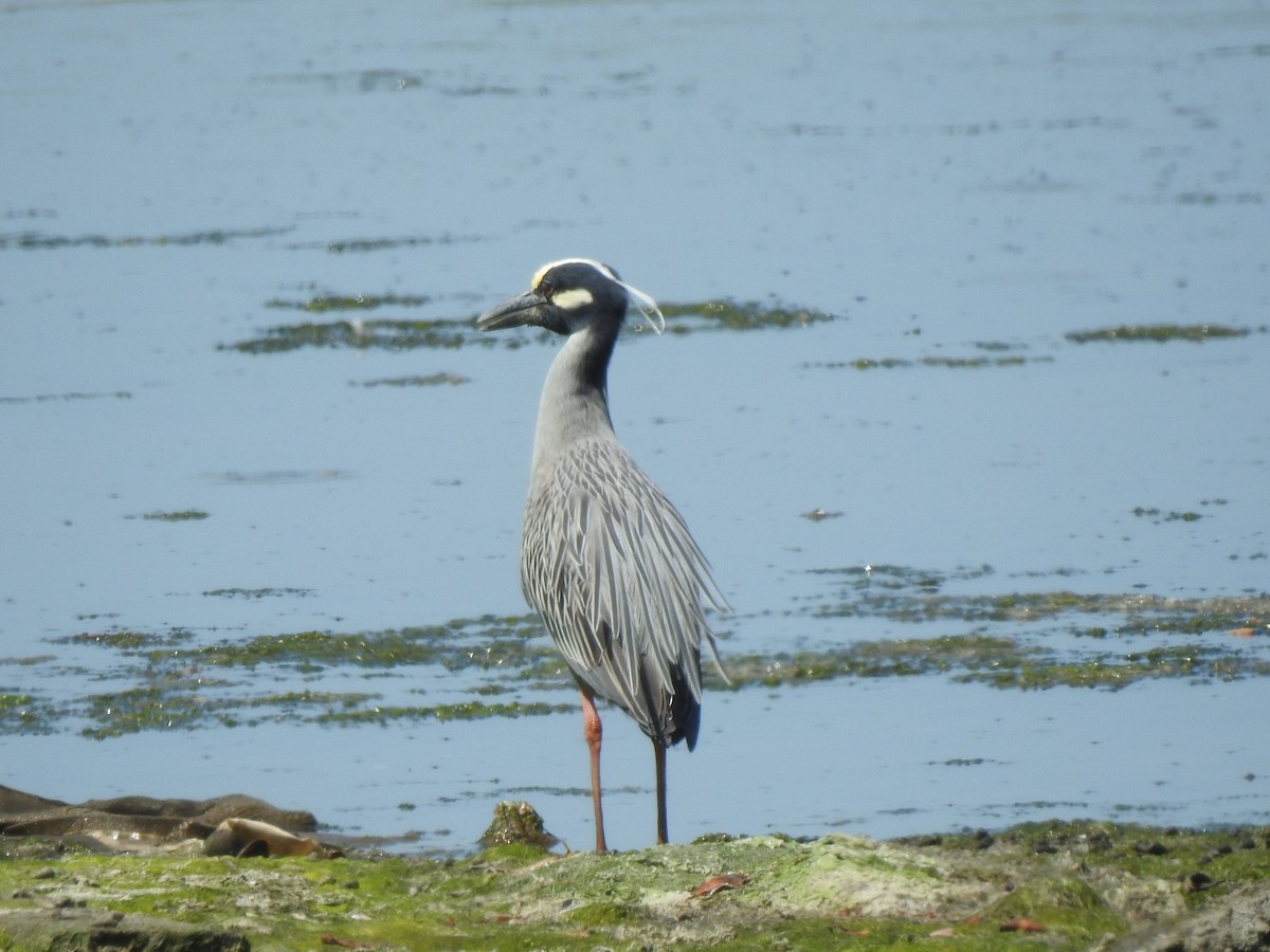 Yellow-crowned Night Heron - Layton Pace