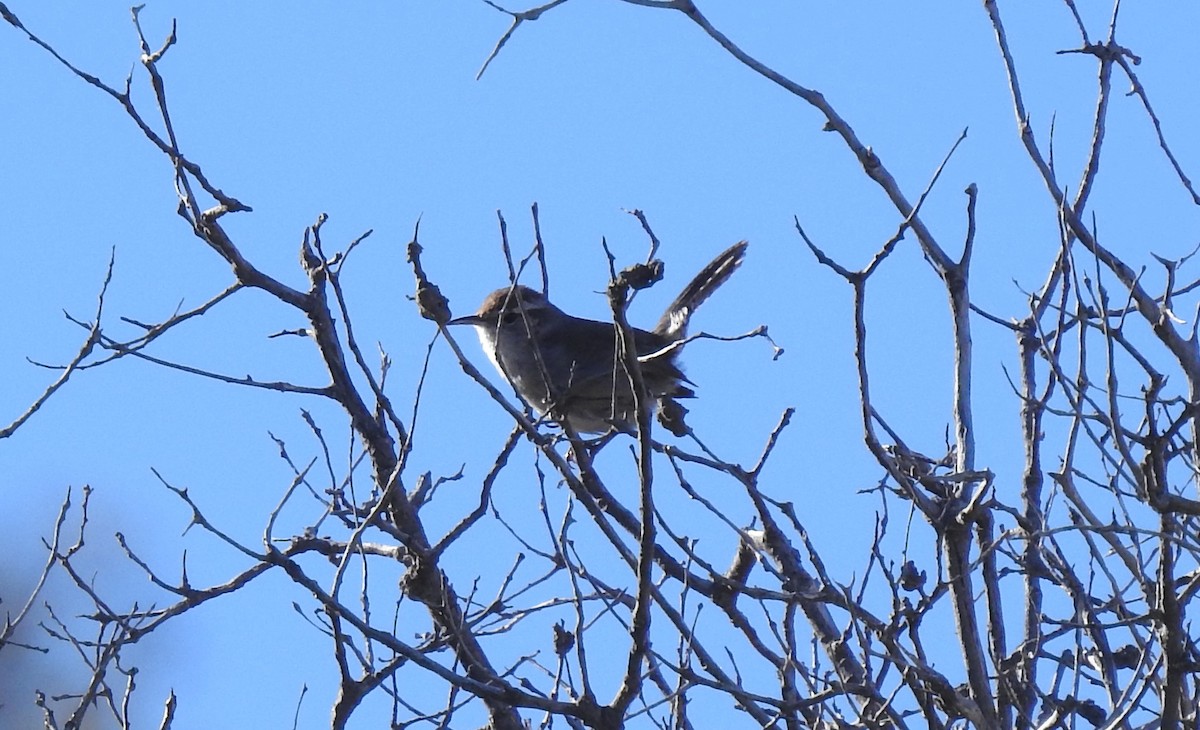 Bewick's Wren - ML618121338