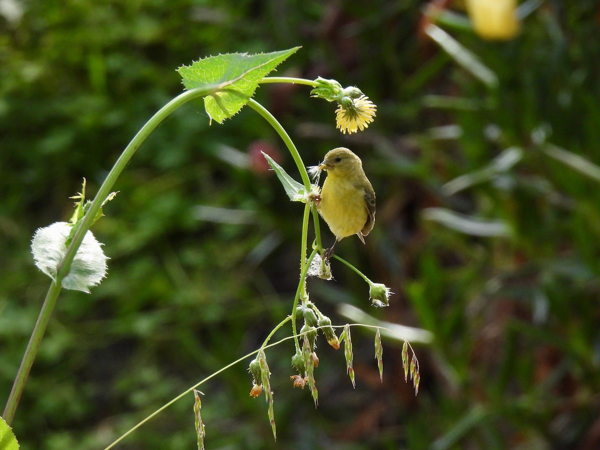 Lesser Goldfinch - ML618121340