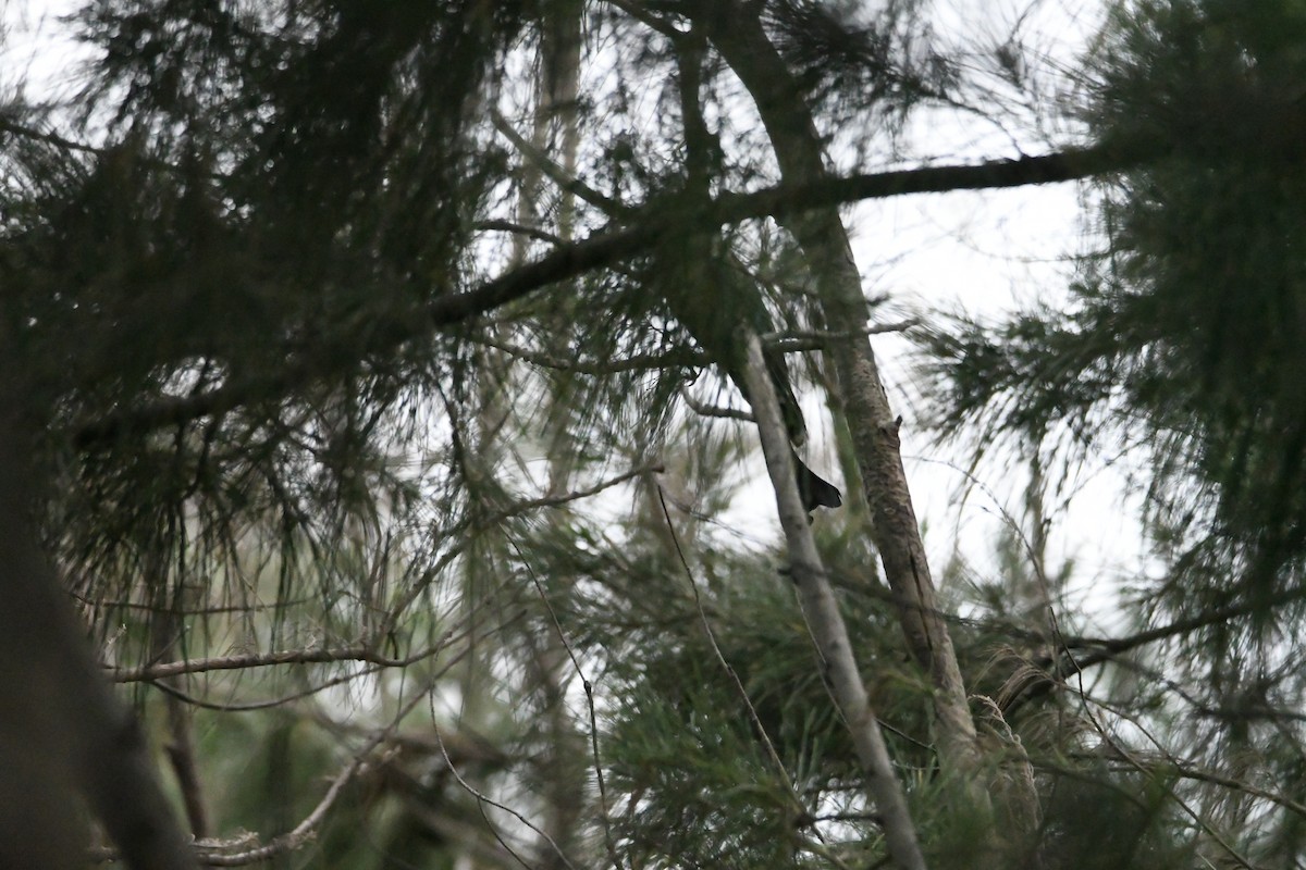 Hair-crested Drongo - Anonymous