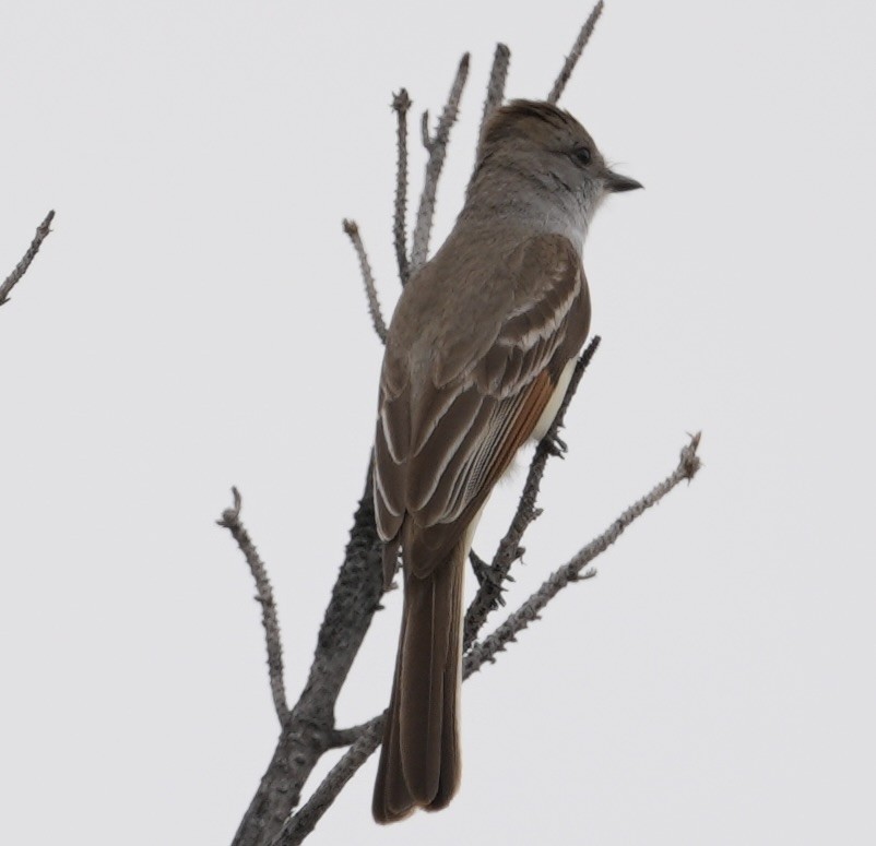 Ash-throated Flycatcher - Donald Estep