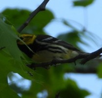Black-throated Green Warbler - Douglas White