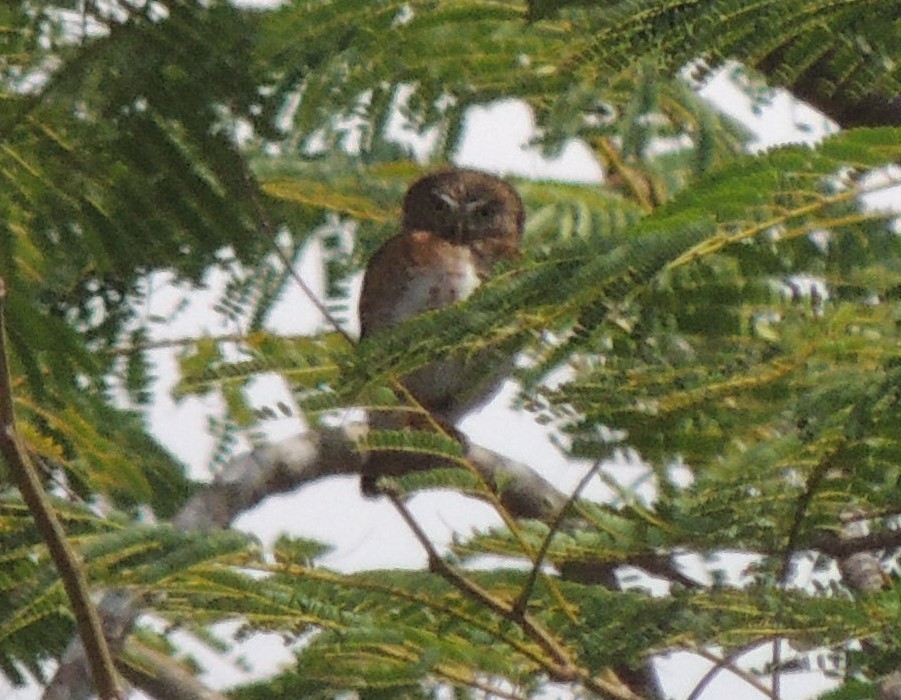 Cuban Pygmy-Owl - ML618121441