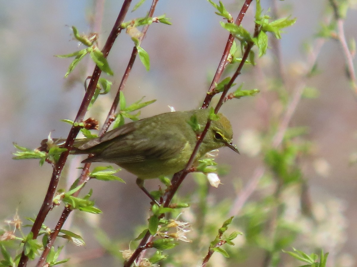 Orange-crowned Warbler - Myron Gerhard