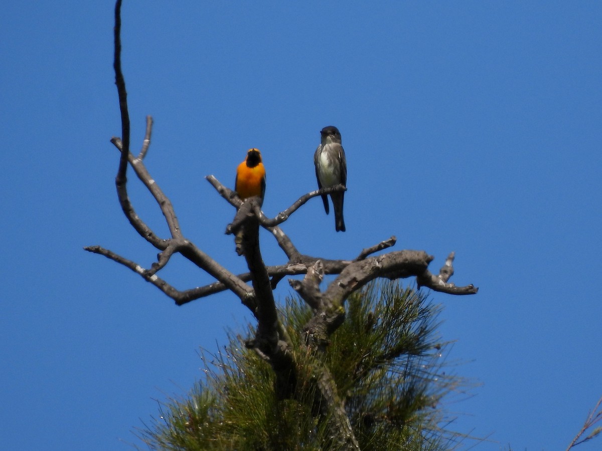 Hooded Oriole - ML618121496